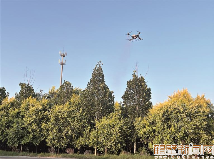 鹤壁市林业局“地空协同”防治美国白蛾 覆